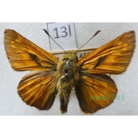 Ochlodes sylvanus (Esper, 1777) Czech13l